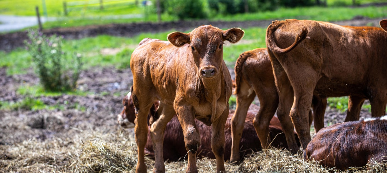 641db8a1e1e977638da69886_shabbat to remember-22